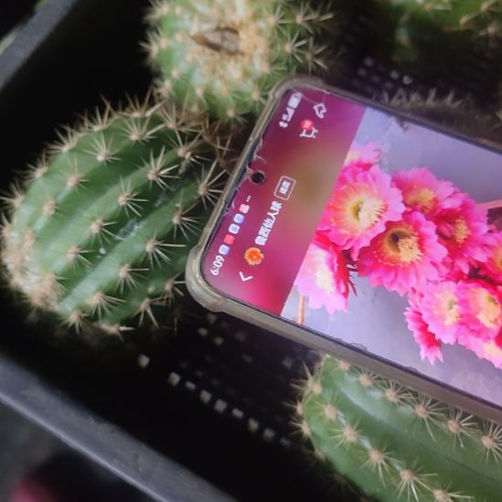 仙人球毛花柱飞碟侧芽