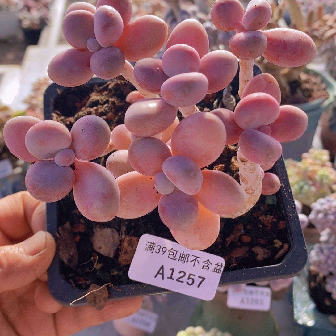 糖果桃蛋老桩10cm1257多肉植物