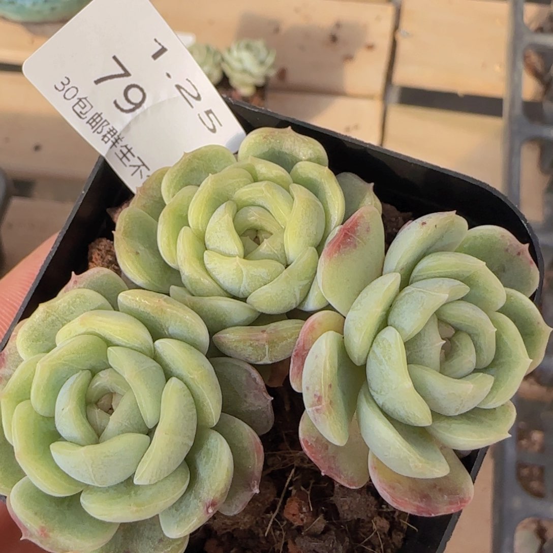 白色恋人三头一颗脱土