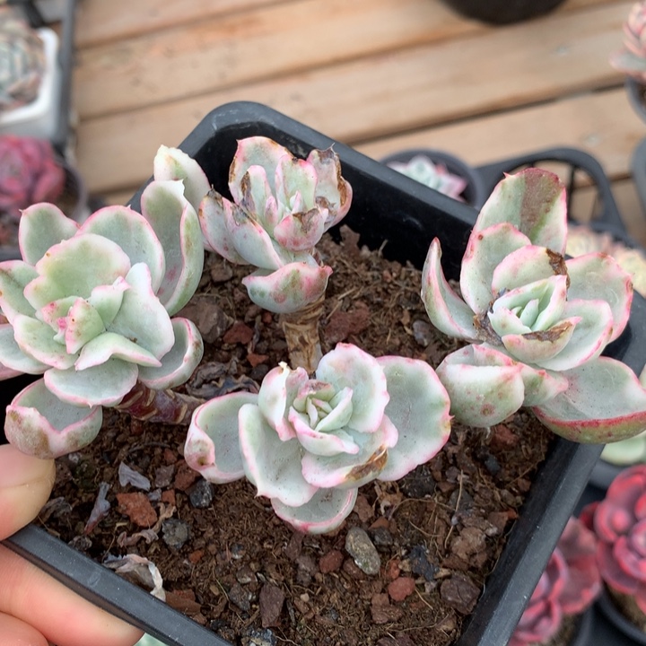 伯克利锦多肉植物