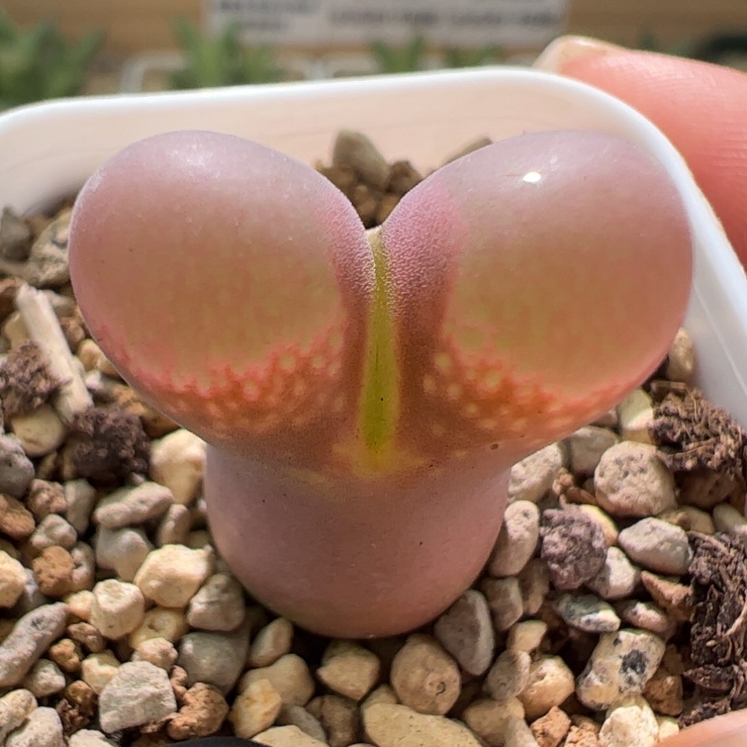 精品优选红风铃一颗756。   