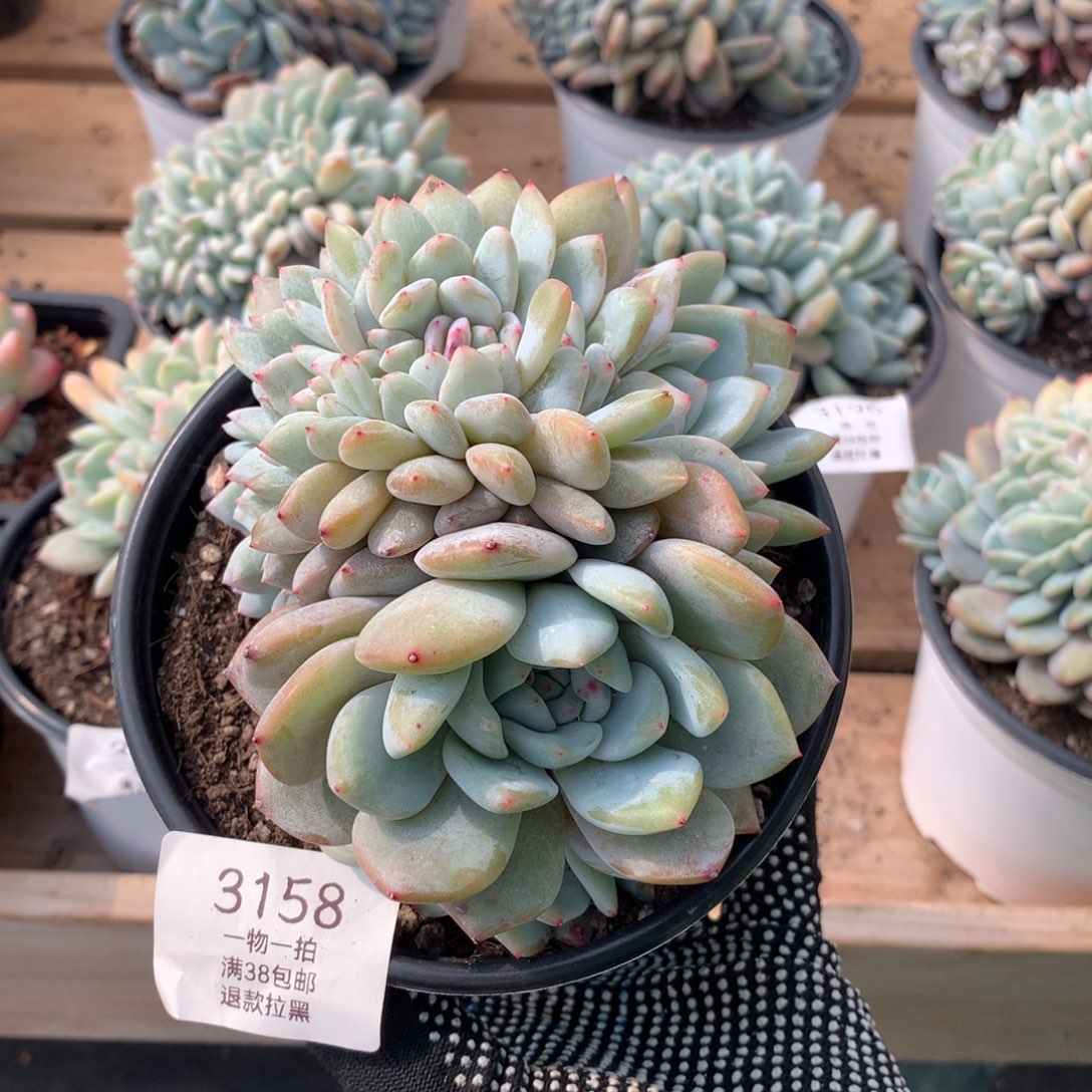 12.5厘米胸花星影缀3158