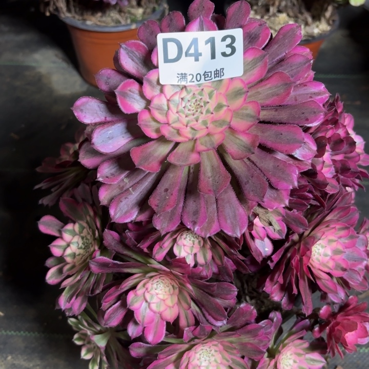 瑞妈多肉植物413