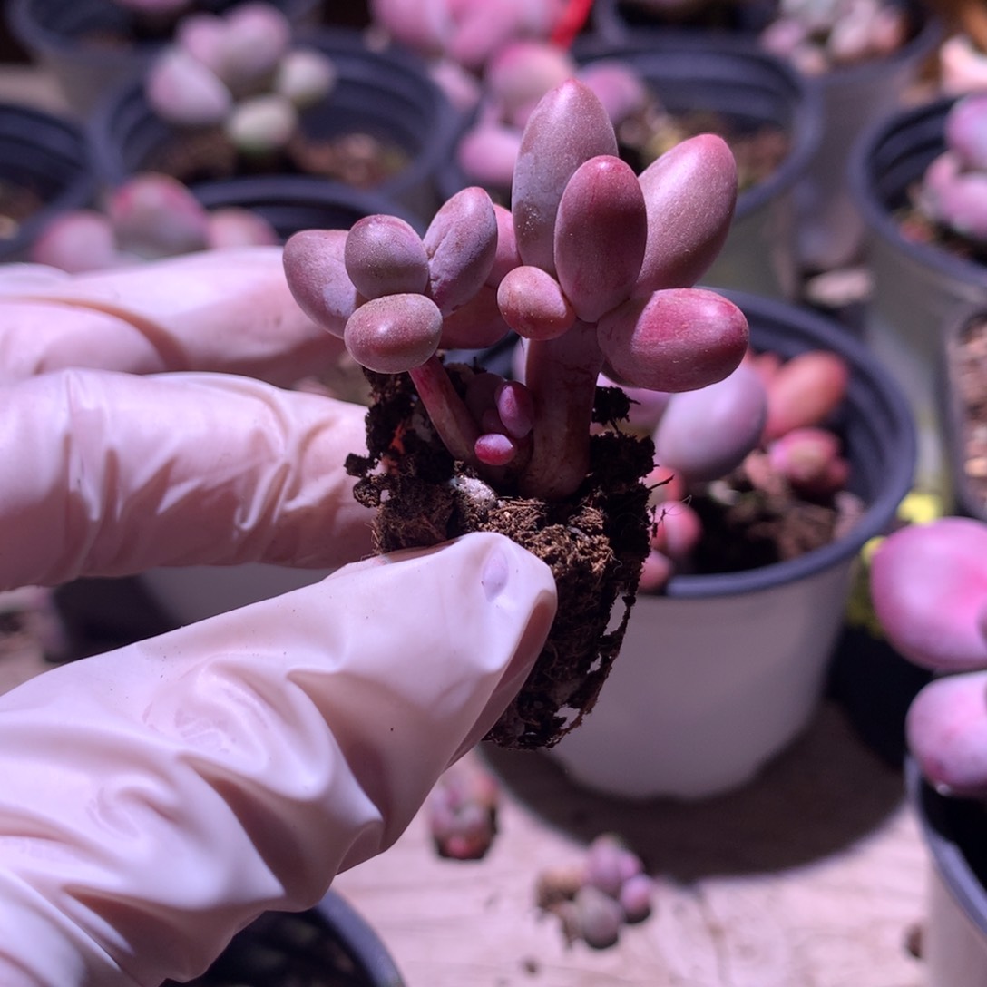 糖果奶酪红拉丝锦多肉