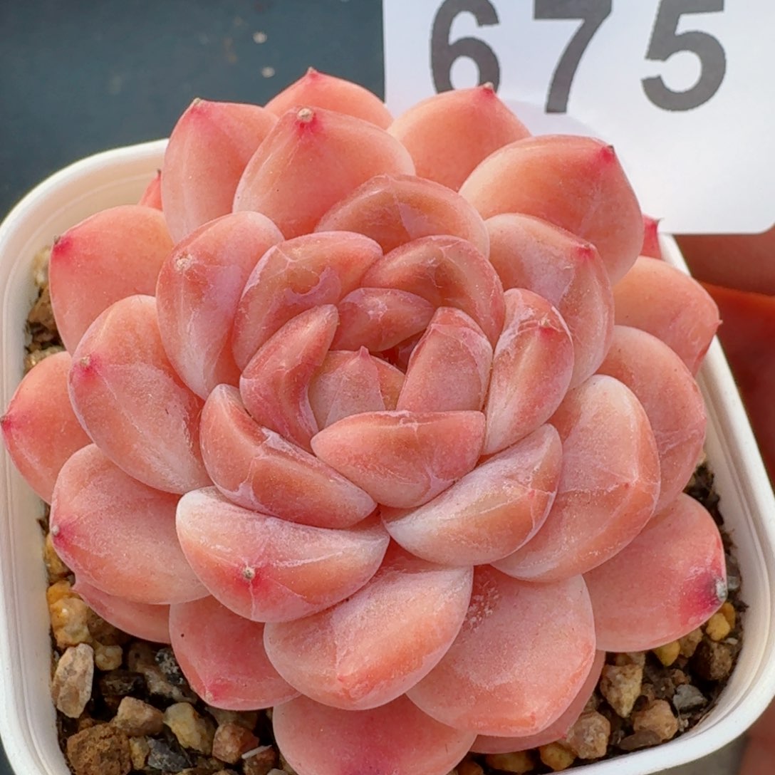 冰魄         精品多肉