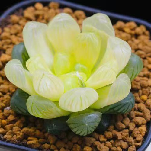 琥珀玉露（满16包邮）黄色灯芯玉露多肉