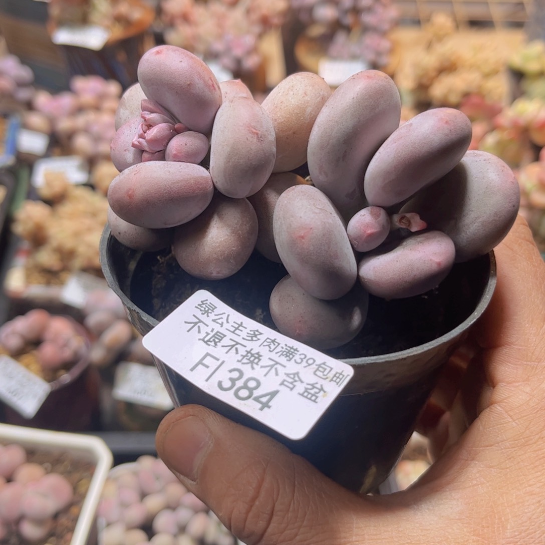 384大叶奶酪9c m多肉