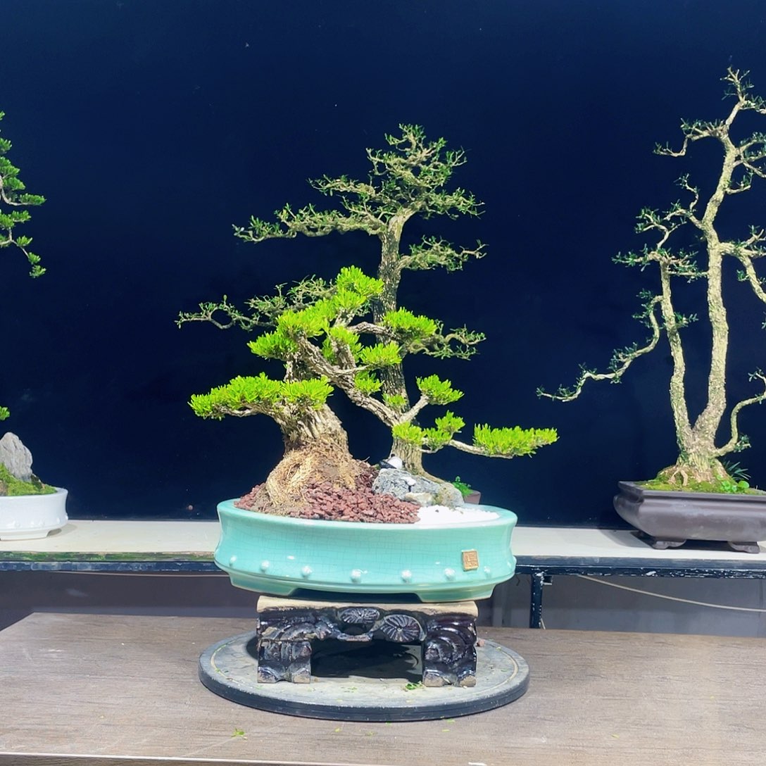 完全开放黄杨盆景四季常青