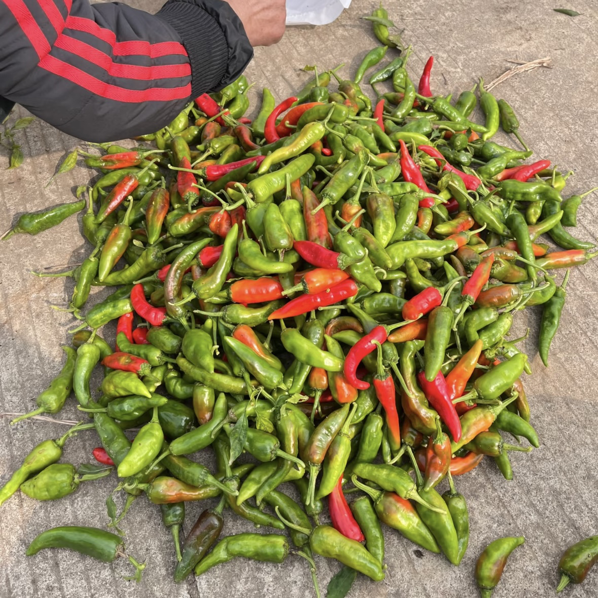 农家新鲜土辣椒青红辣椒露天种植炒菜美味