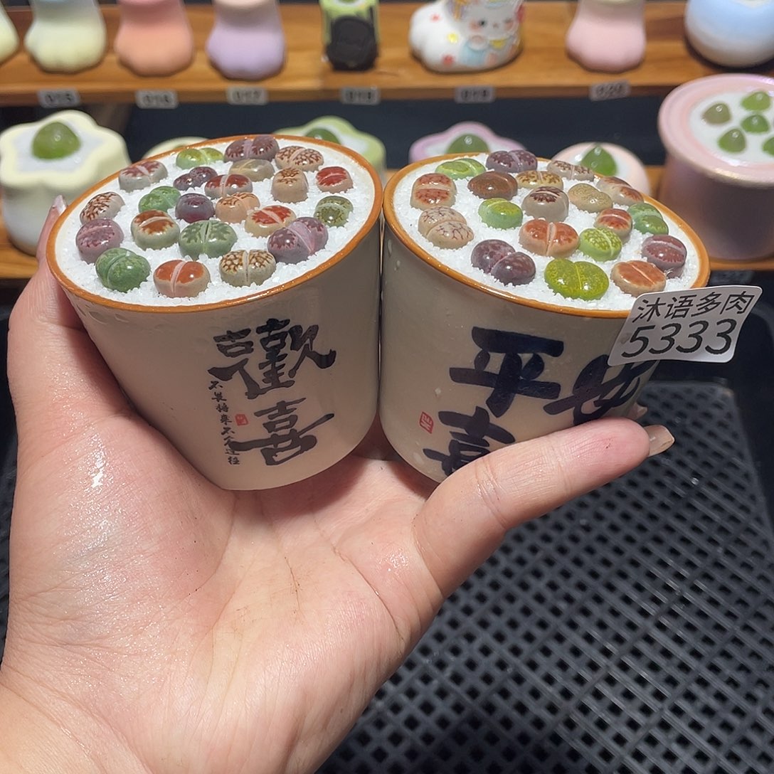 带盆土植物 一物一拍5333