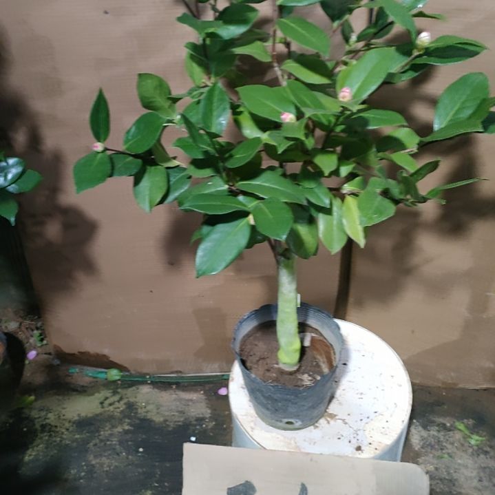 632姚黄，原盆原土发货，不包邮