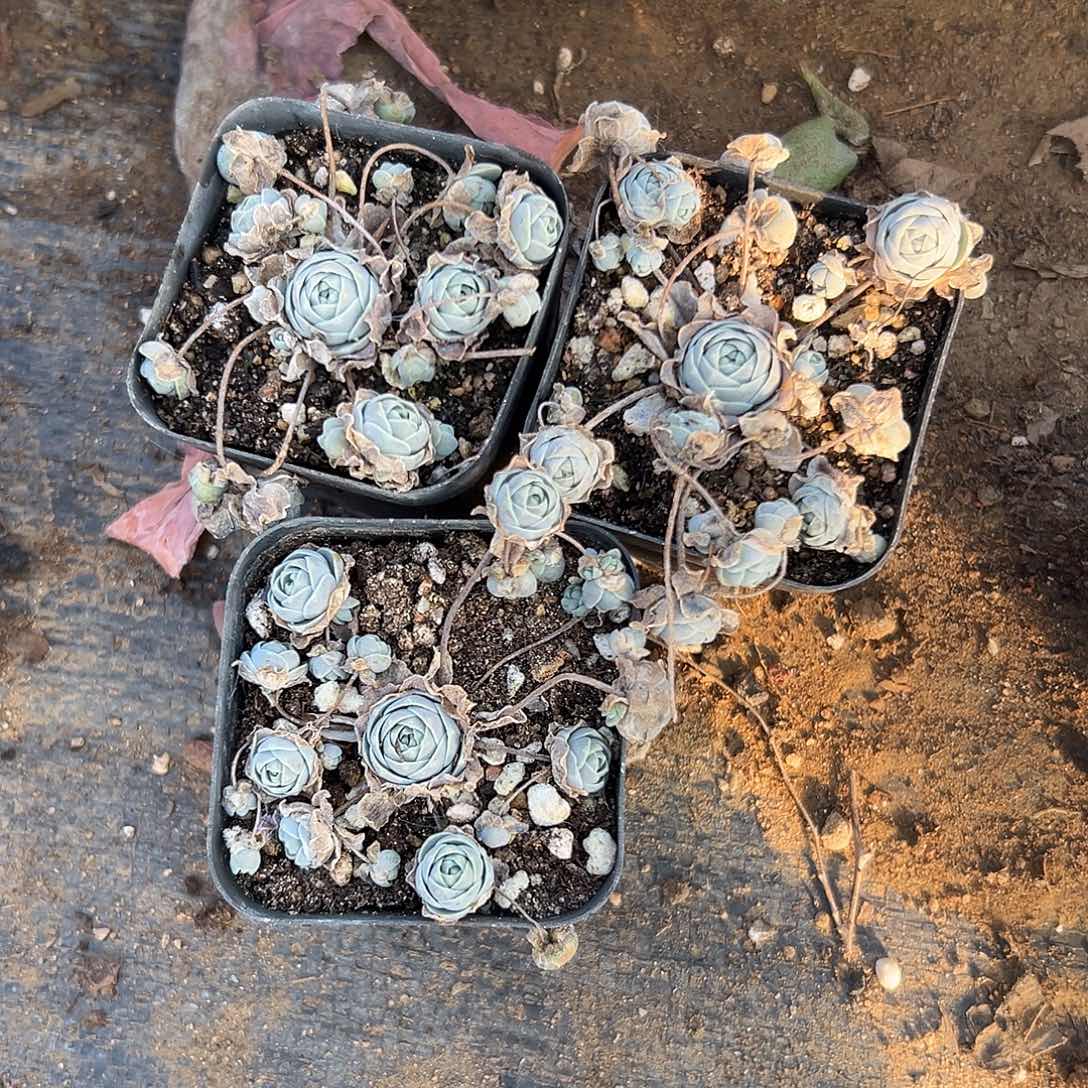 多肉植物三颗子持