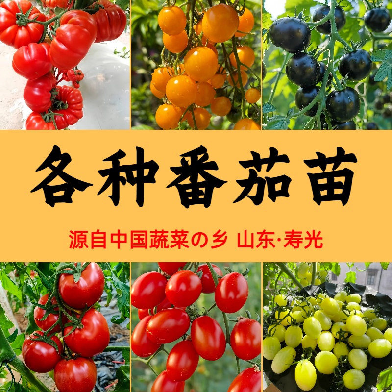 寿光各种番茄苗秧大全樱桃西红柿圣女果种子四季阳台庭院盆栽高产