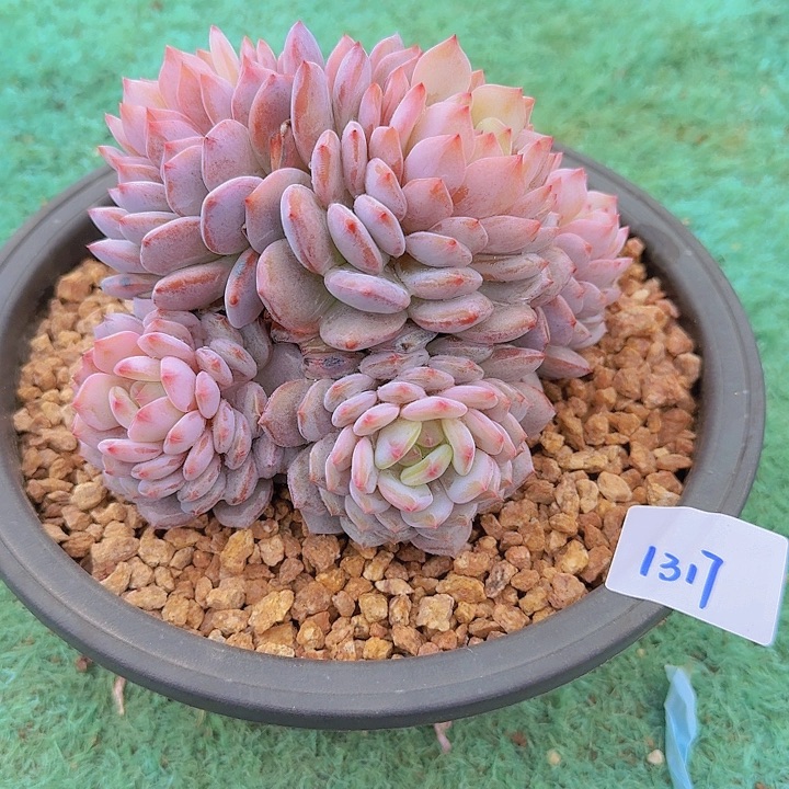 1317星星橙多肉植物