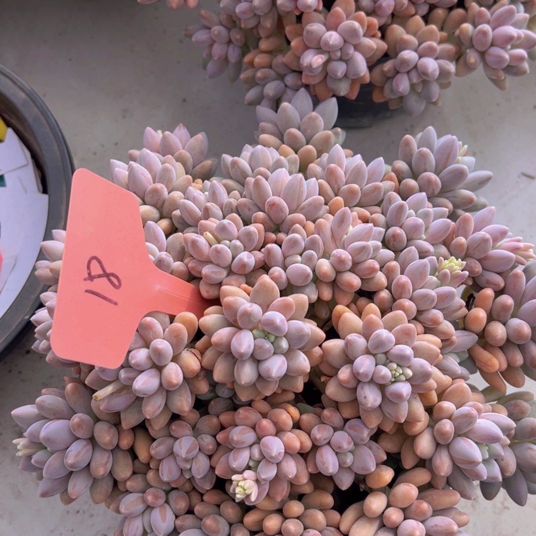 香玉等多种名贵的产品和服务