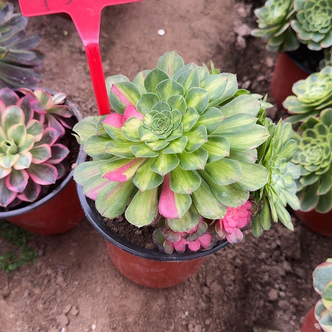 4505知否多肉法师