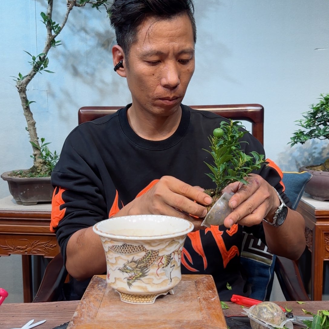 当前无花朵，栽培后可花朵条**刺