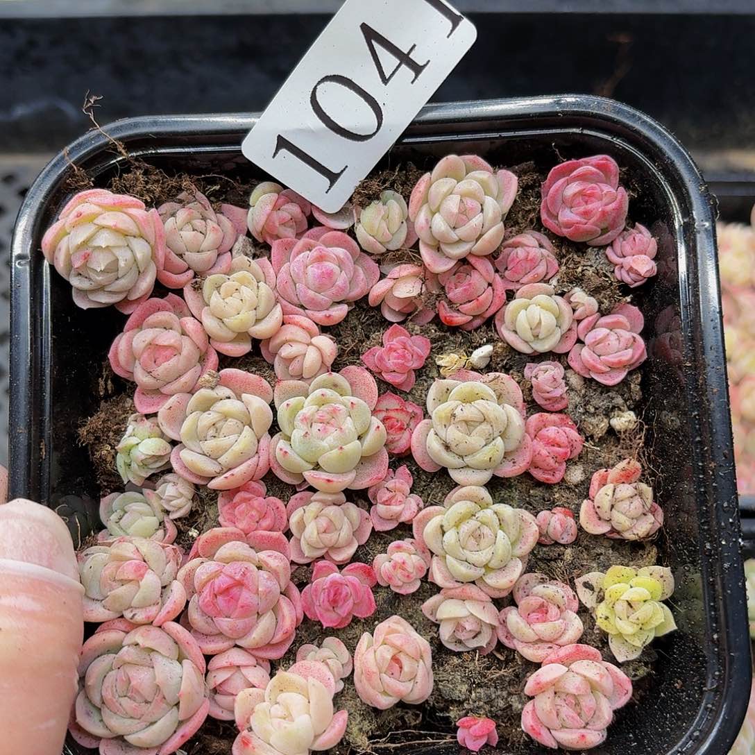 多肉植物多肉植物1041