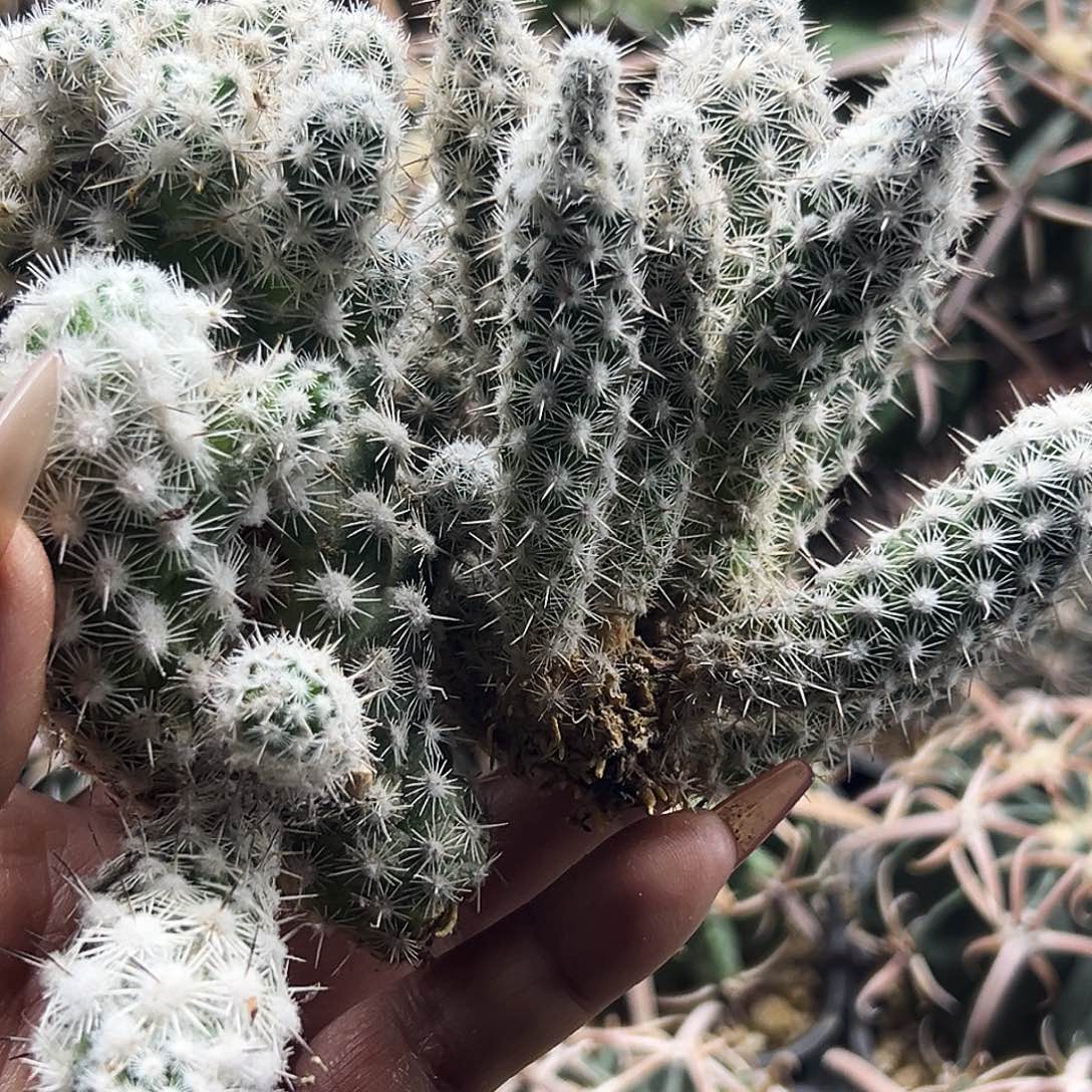 都锦有根仙人球6666666