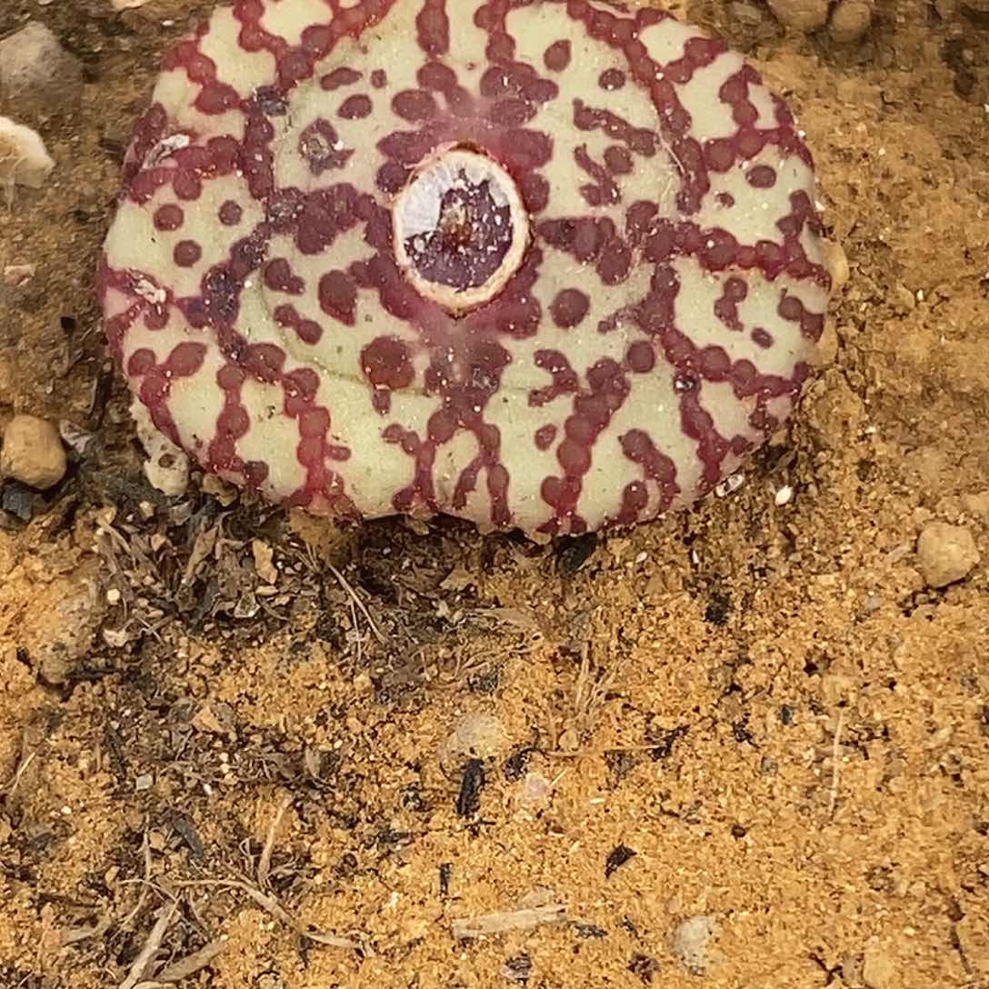 桃喜花园0311-49安贞