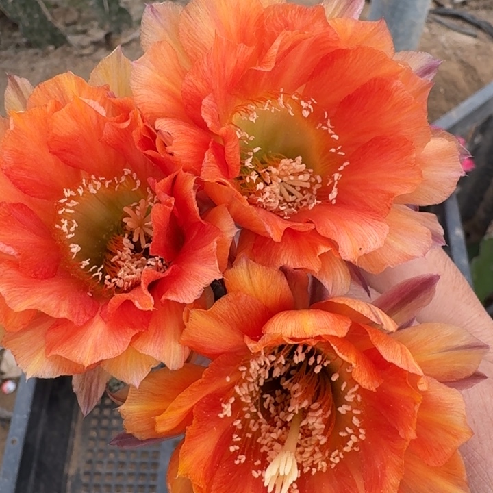 209金刚J2歪3公分左右无根侧牙，20包邮