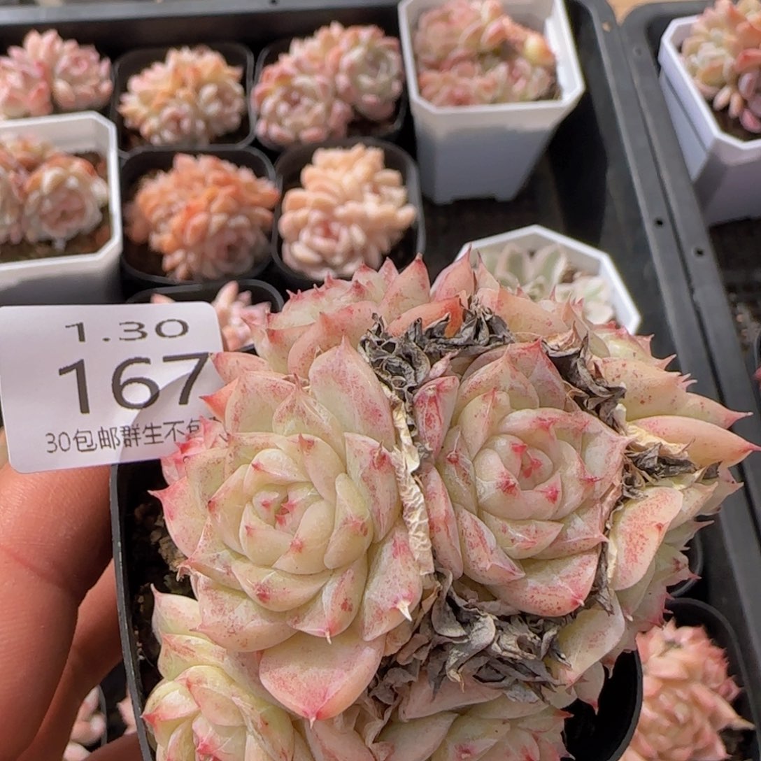 翻叶麦秆群一颗脱土