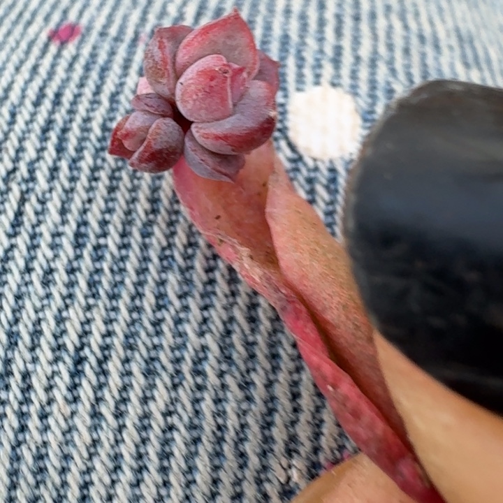 蓝色妖姬多肉覆轮