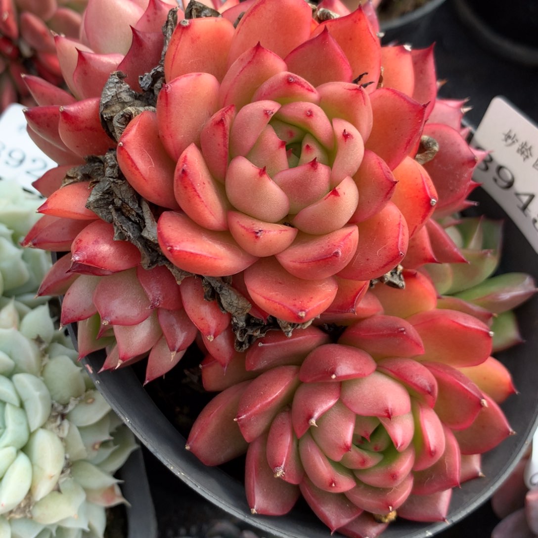 8945杂交多肉植物基地