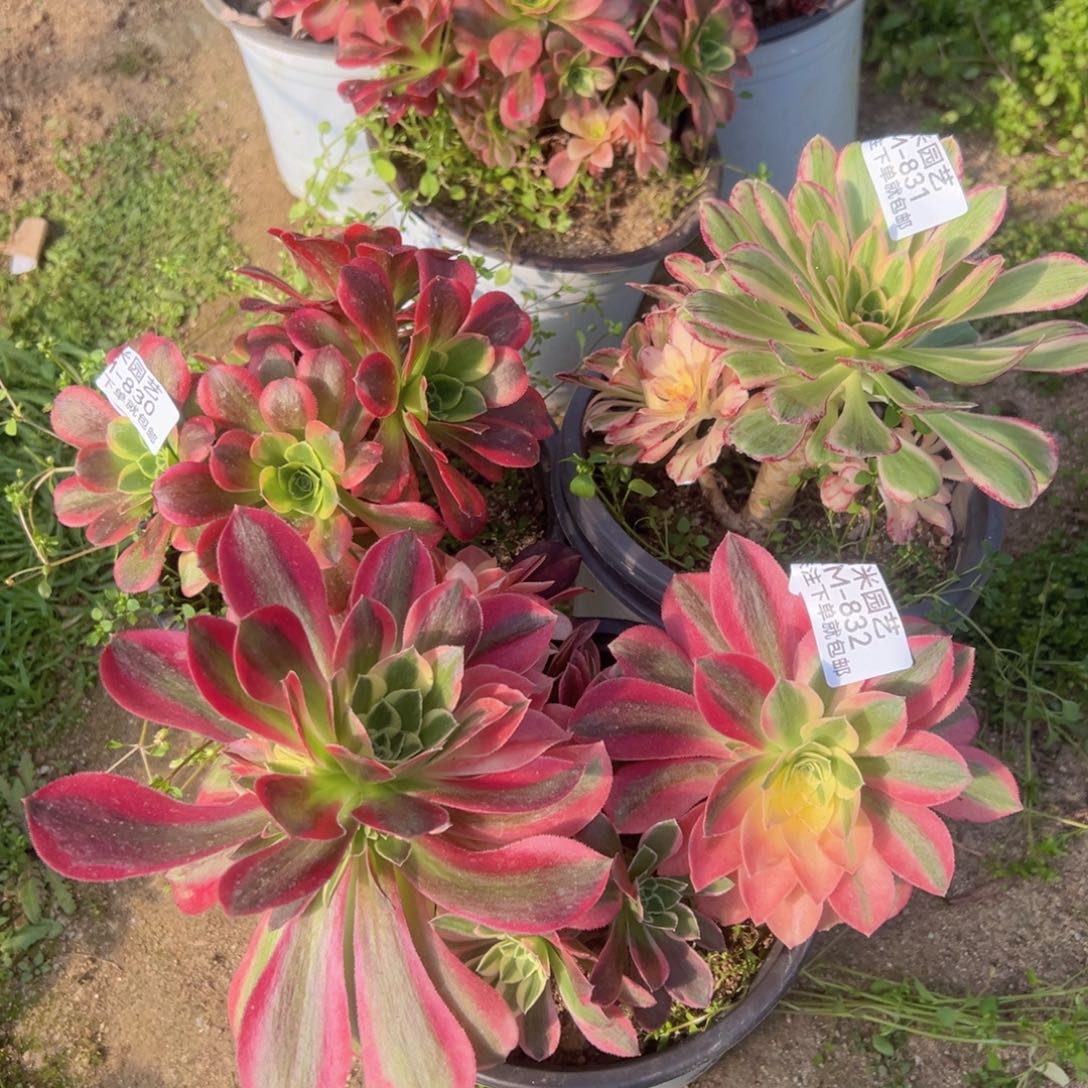 特斯拉v锦粉水晶多肉830-31-32