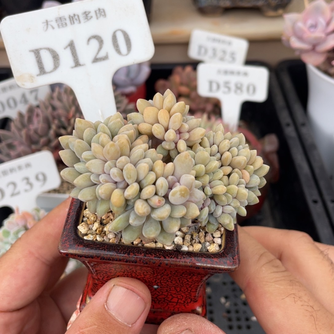 120醉美人缀不带盆7厘米