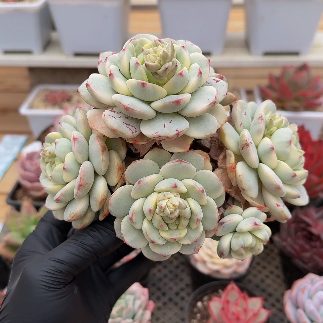 1213-49香草锦群生