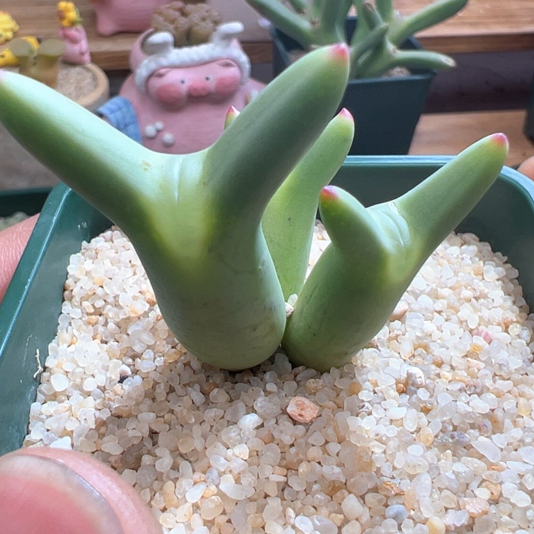 424优选0136皮卡丘大劈叉