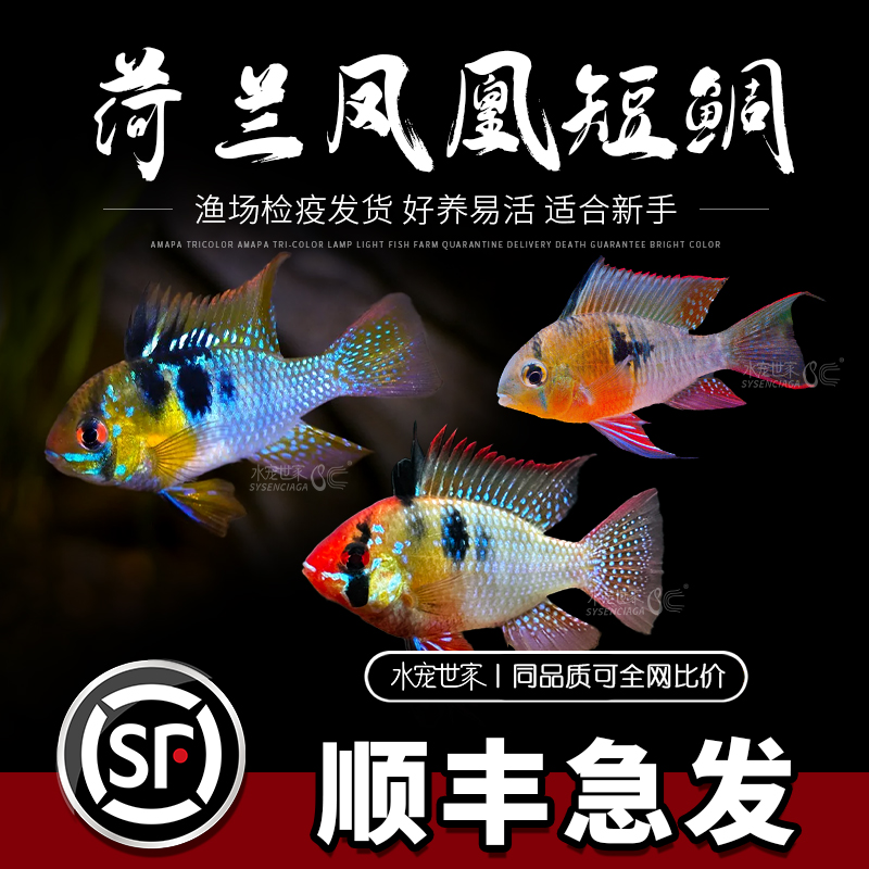 德系荷兰凤凰玻利维亚凤凰鱼短鲷鱼宝蓝球荷兰波子观赏鱼淡水鱼