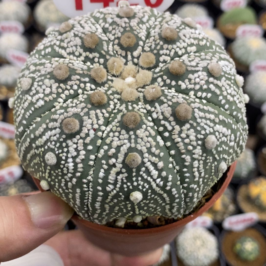 1420海星岩田超兜