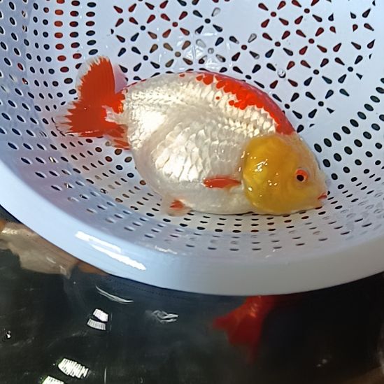 金鱼红眼菠萝头红白兰寿