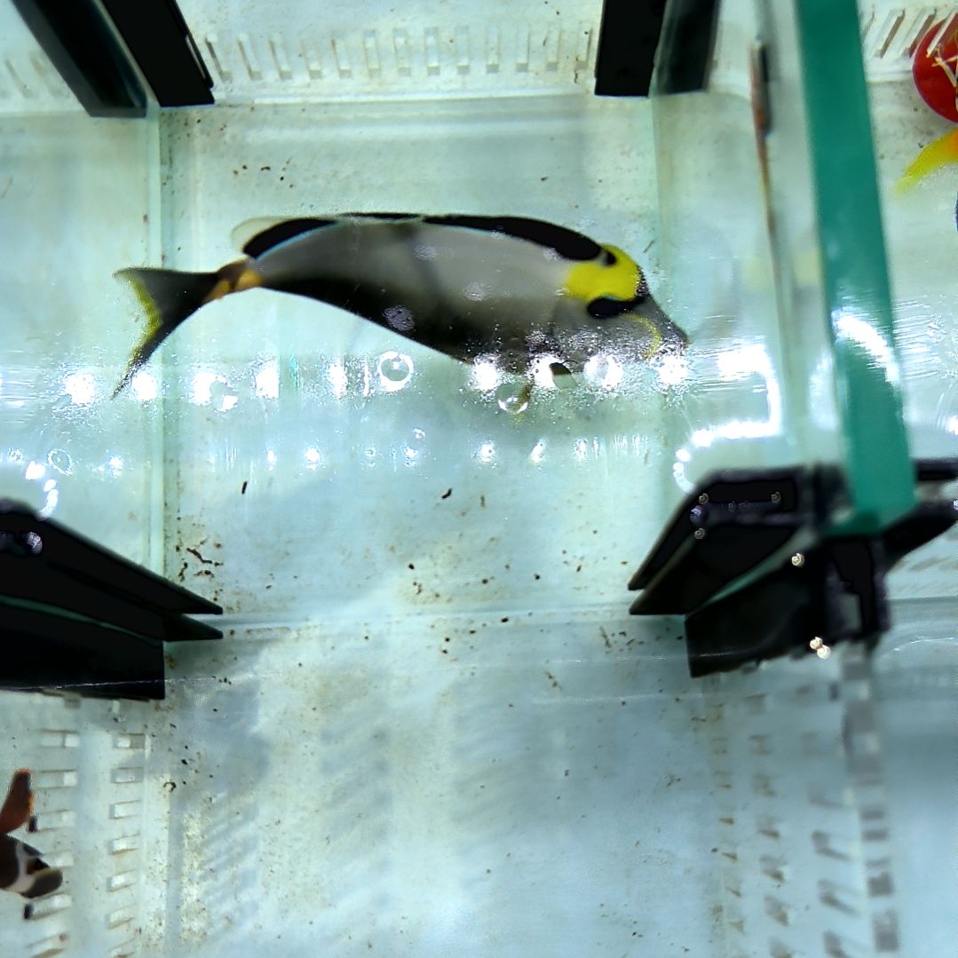 海水鱼天狗吊13+/10-106-138