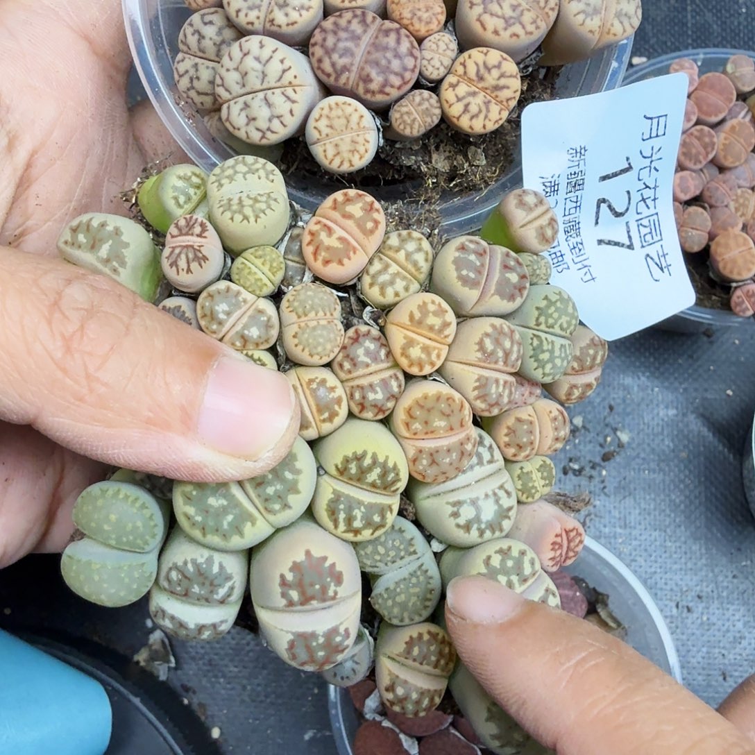 哈哈哈笑到打屁127