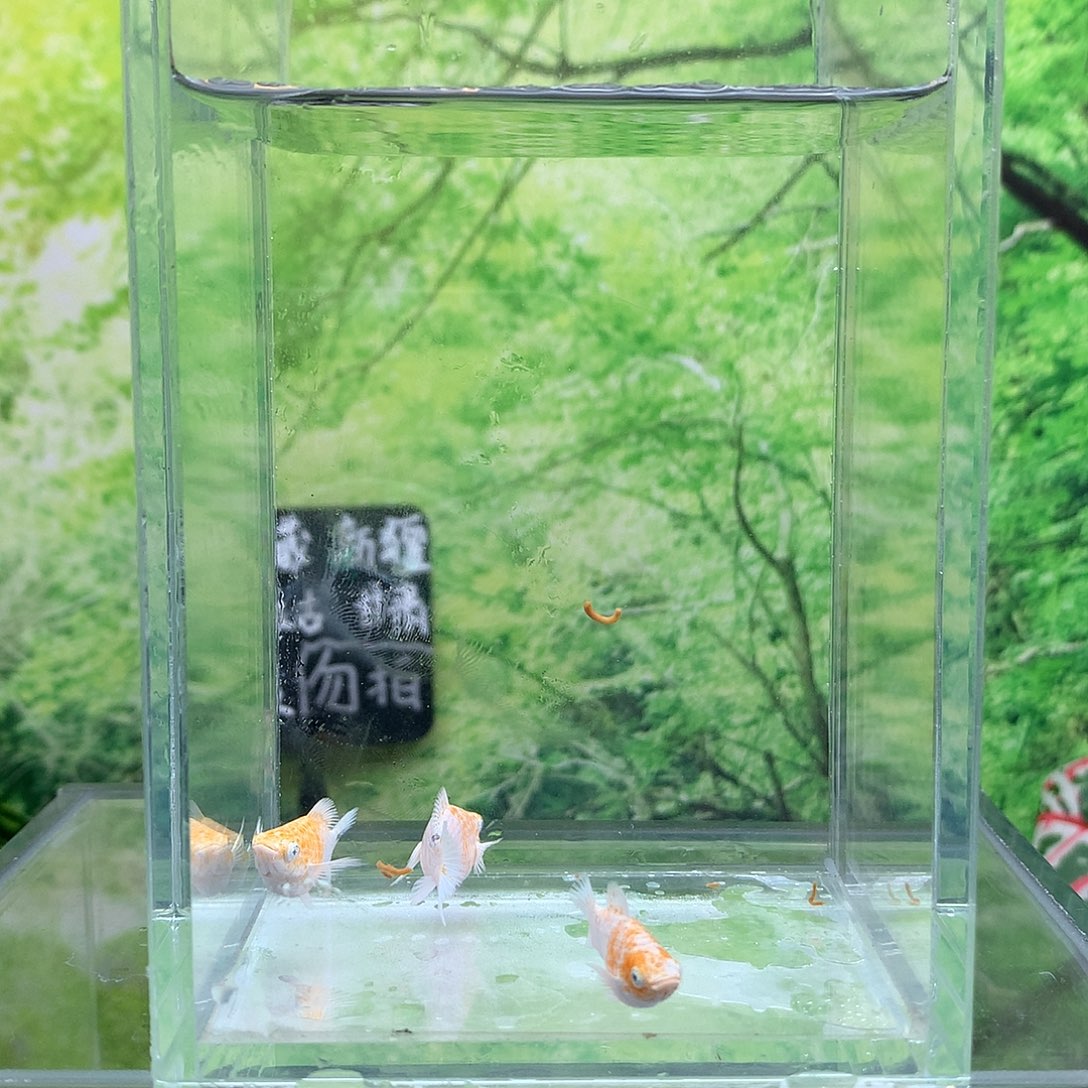 海水鱼19号1公2母樱花