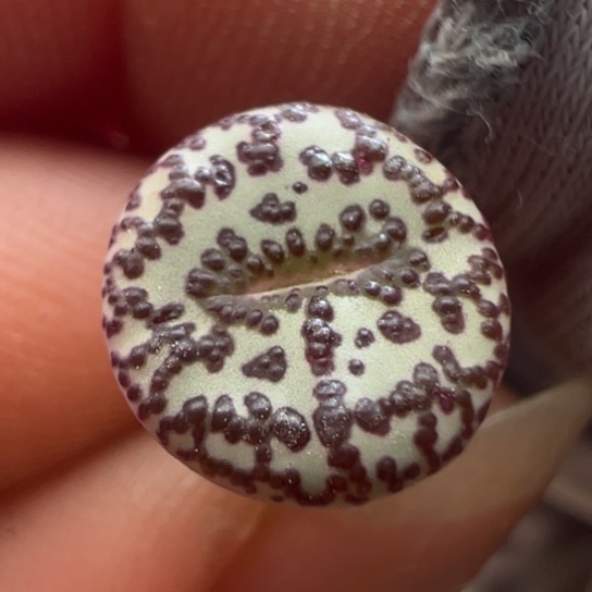 Ts603安贞白底黑泡点。  290。