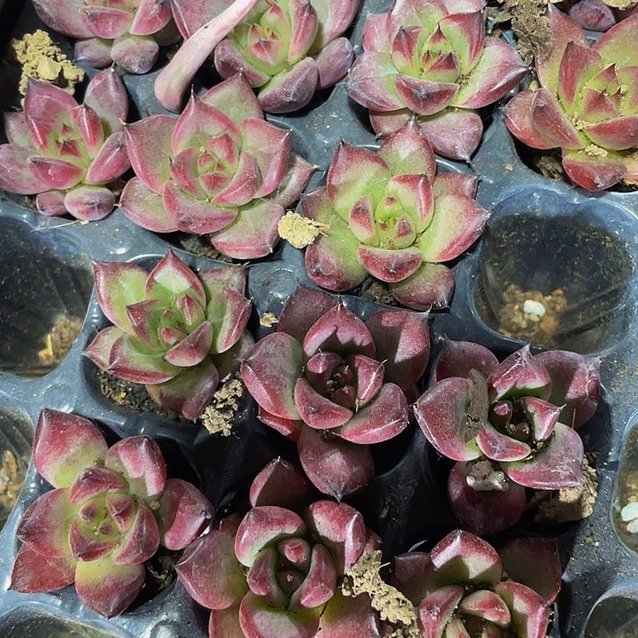 小红毯1元带土发