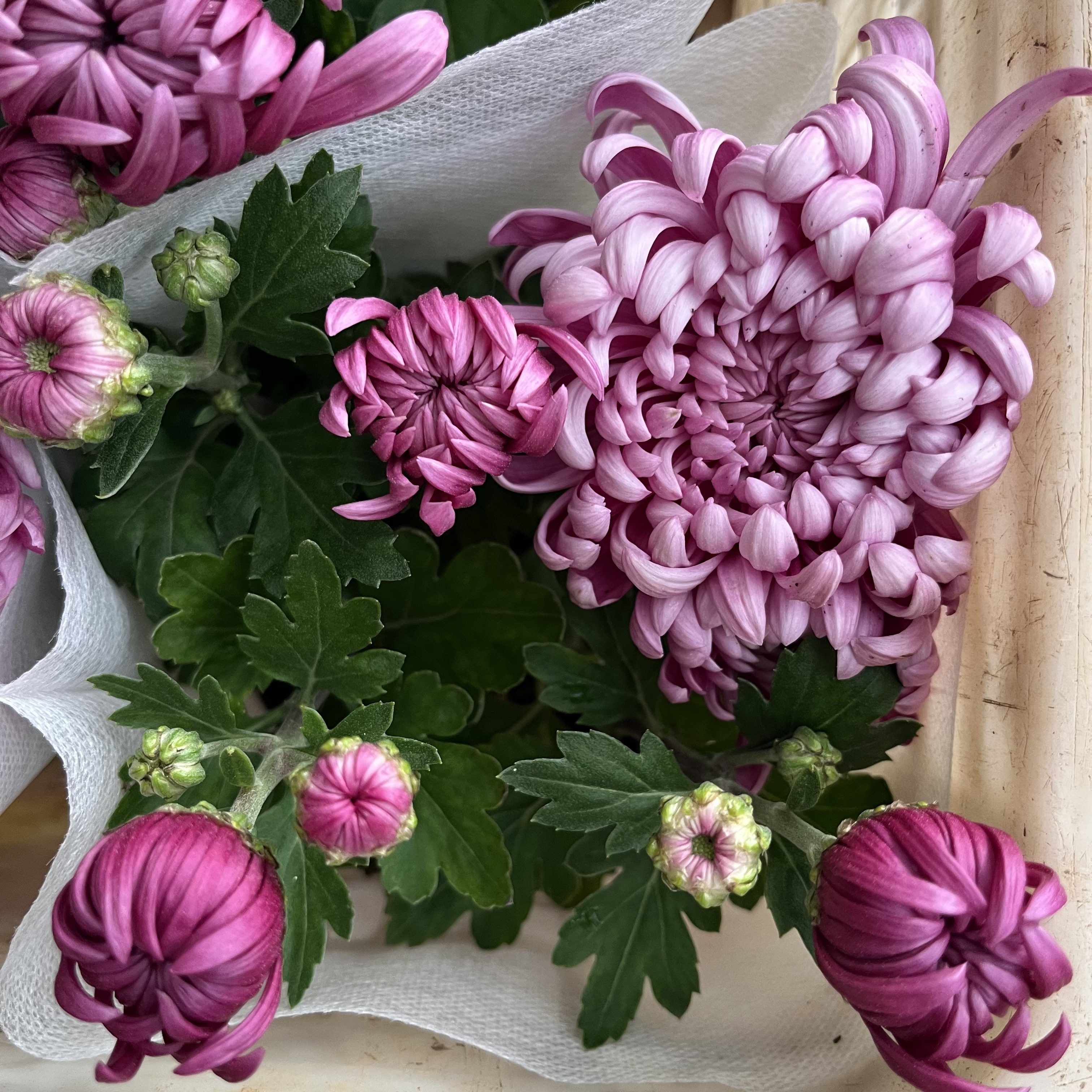 【太空菊】龙爪菊大花带花苞易养好活花期长菊花盆栽（换盆不售后）