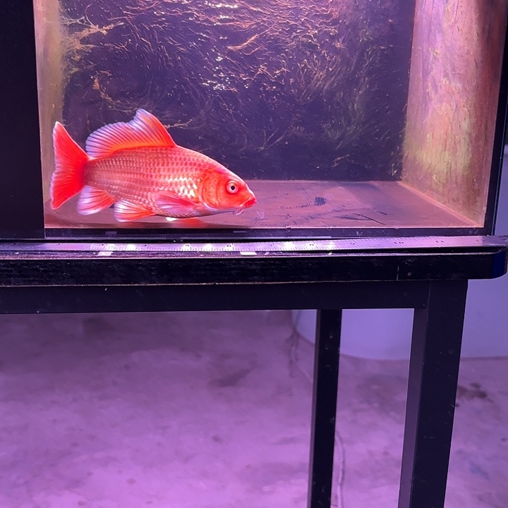 蝴蝶鲤鱼18号蝴蝶鲤