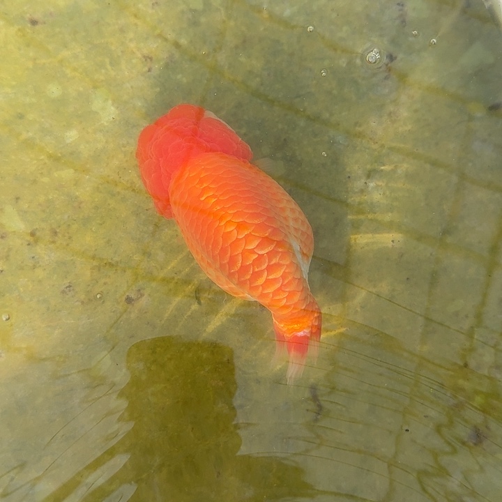 豆***粒海水鱼豆粒一条红白兰寿