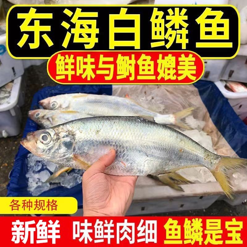 冷冻白鳞鱼新鲜鲜活水产力鱼海捕鲥鱼海鱼海鲜冰鲜快白鱼订婚用