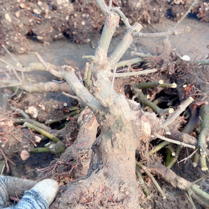 龍***柴无花朵枫树……枫树