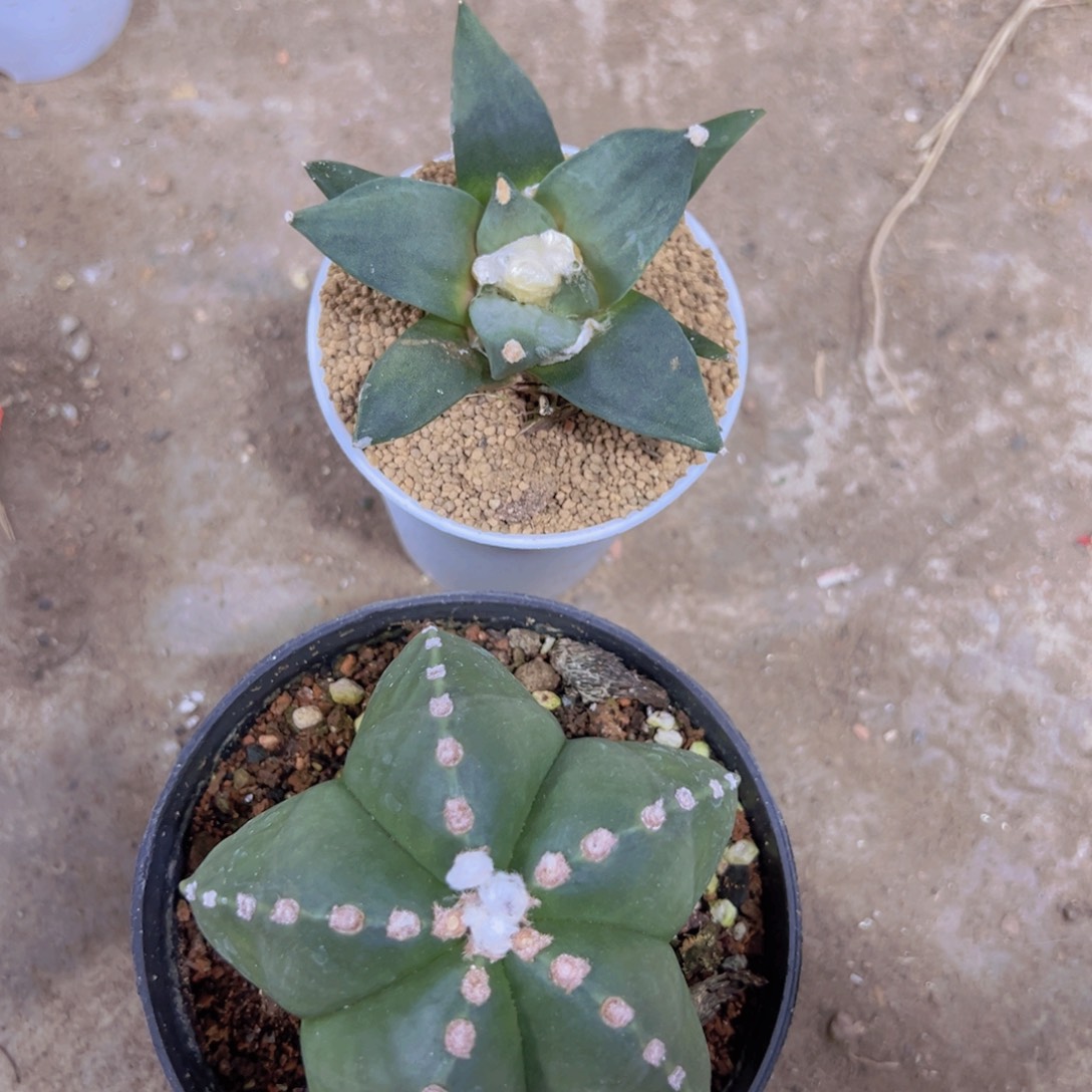 我是一言不合就发疯