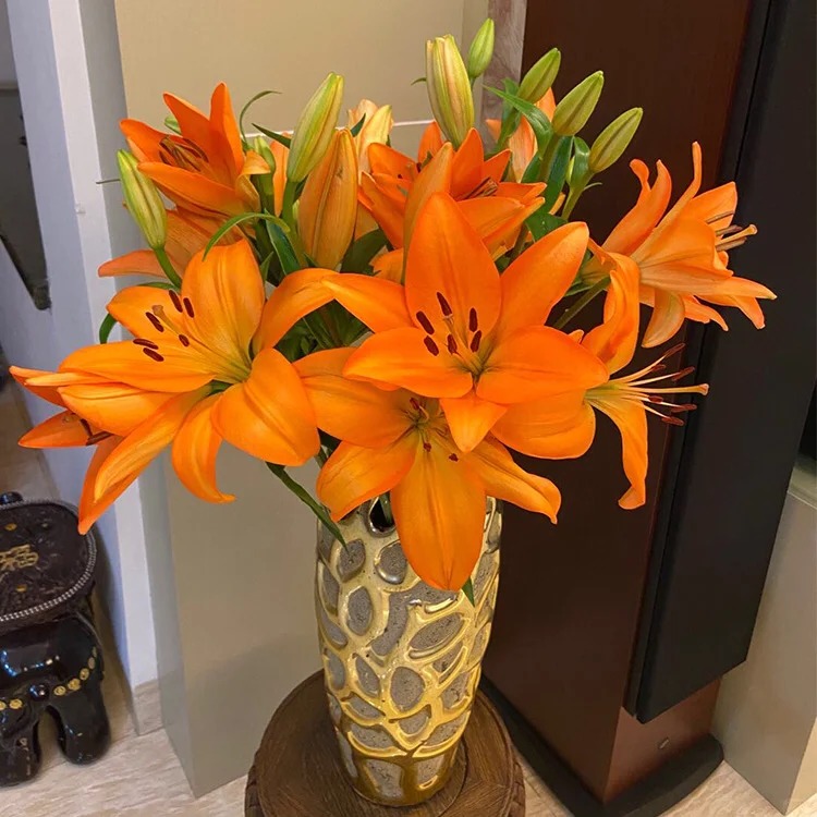 【源头优选】橙色梦想亚百合 任意2单鲜花包邮 发货后不支持退款