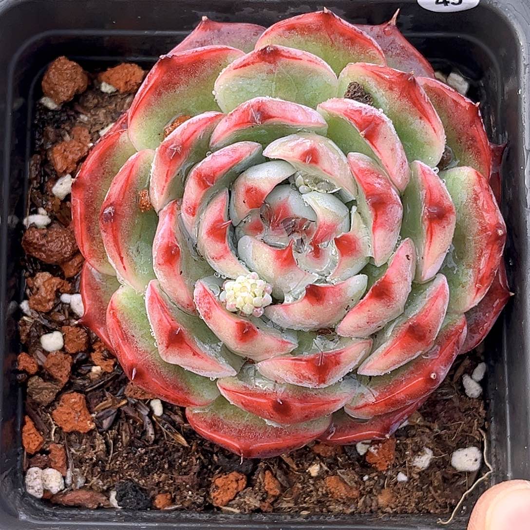 49  林赛 满18包邮