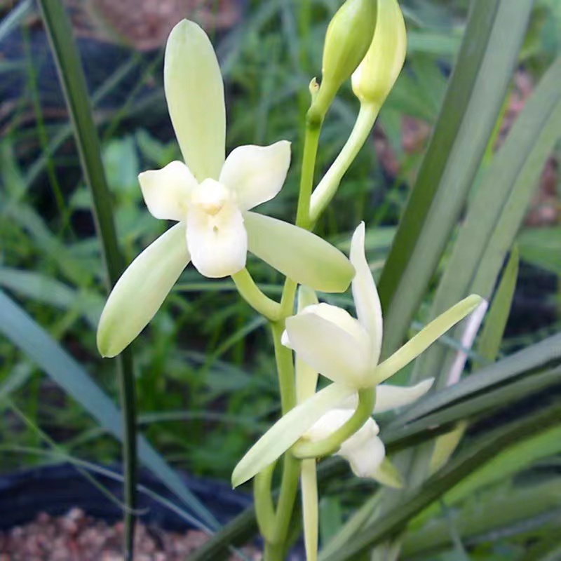 建兰（铁骨锦旗）兰花