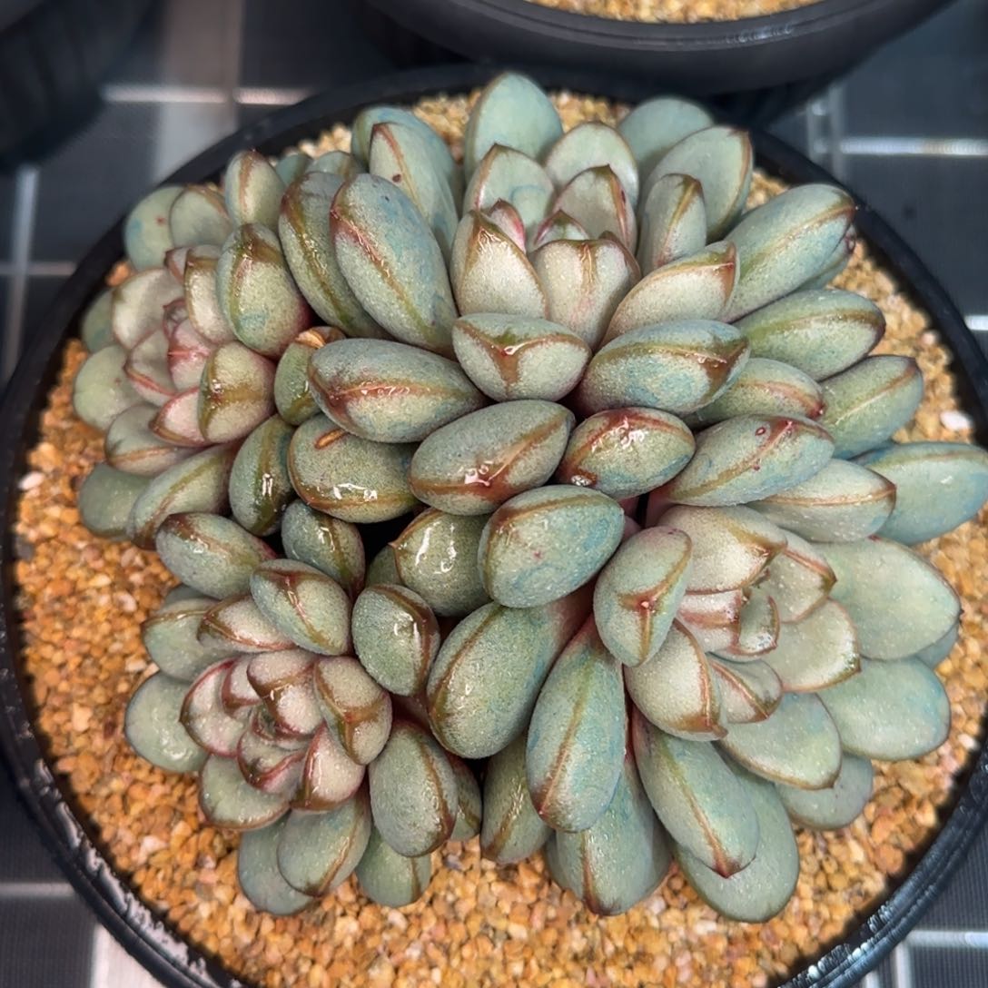 从前慢甄选多肉编号葡萄大